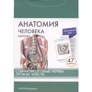 Анатомия человека: КАРТОЧКИ (47шт). Спинномозговые нервы. Органы чувств Сапин М.Р. 2018 г. (Практическая медицина) Анатомия человека: КАРТОЧКИ (47шт). Спинномозговые нервы. Органы чувств Сапин М.Р. 2018 г. (Практическая медицина)